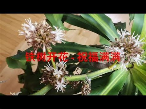 鐵樹開花的徵兆